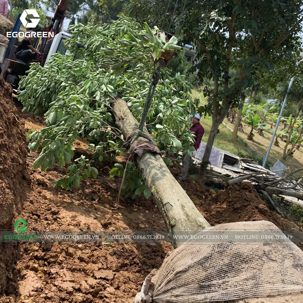 Công nhân đánh bầu và cố định bộ rễ trước khi vận chuyển. 